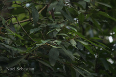 Terminalia travancorensis